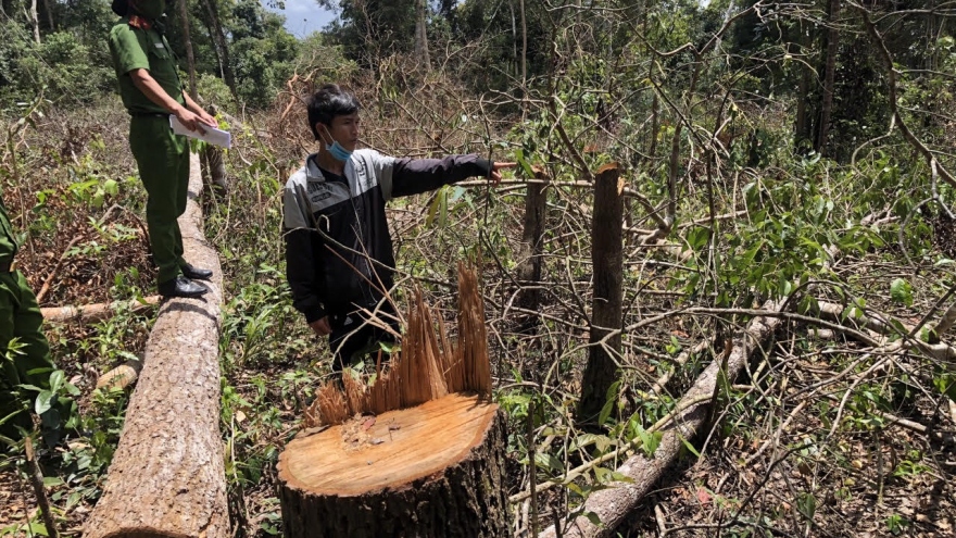 Khởi tố 7 đối tượng phá hơn 1,2 ha rừng ở Đắk Nông