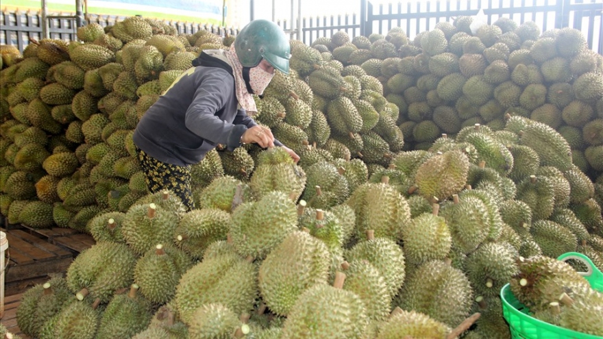 Không có chuyện “sầu riêng rớt giá thê thảm”