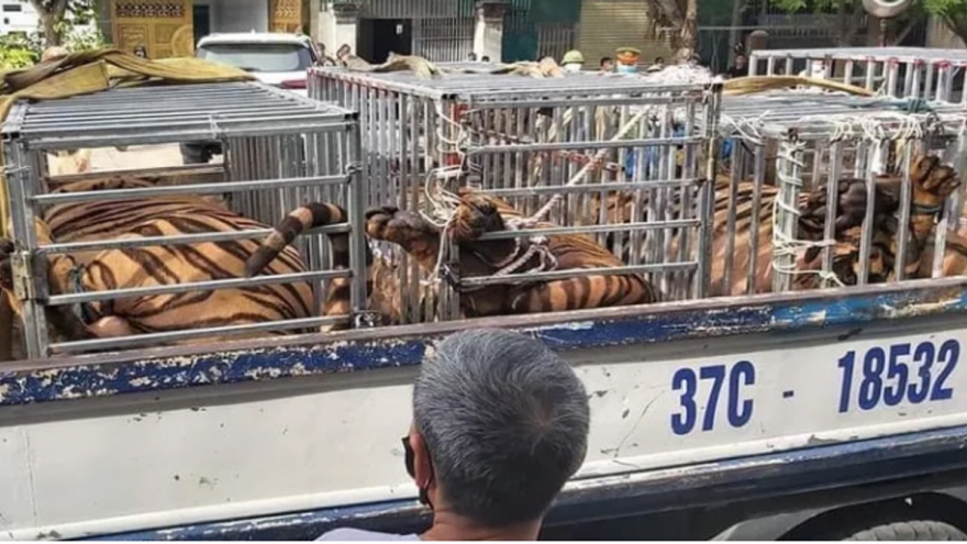 17 tigers illegally kept in captivity in central Vietnam