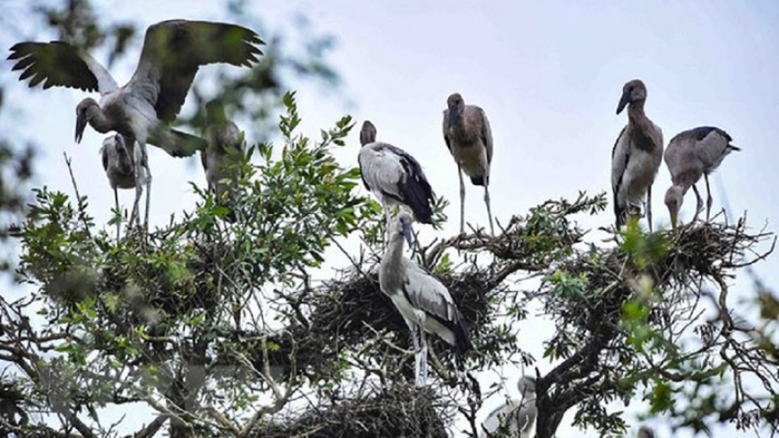 Tram Chim National Park - a Ramsar site in southern Vietnam