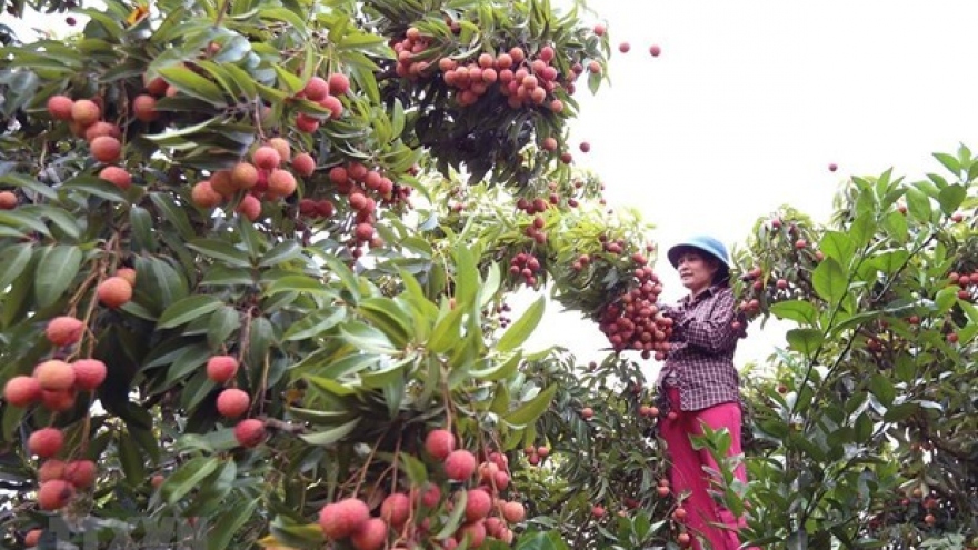 MoU signed to boost Vietnam-China fruit trading