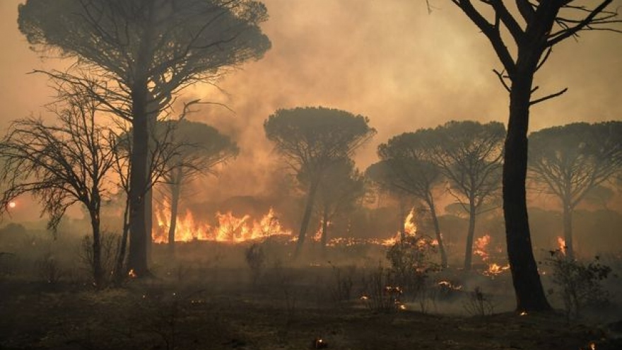 Cháy rừng nghiêm trọng ở Pháp có nguy cơ lan rộng, mưa lớn ở Nhật Bản khiến 8 người chết