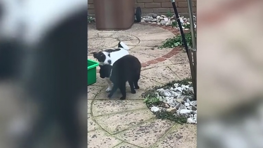 Video: Tình bạn thân thiết giữa chó và mèo hàng xóm