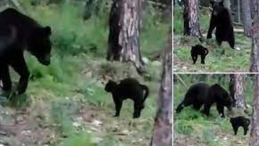 Video: Bị mèo nhà dọa, gấu hoang e ngại bỏ đi