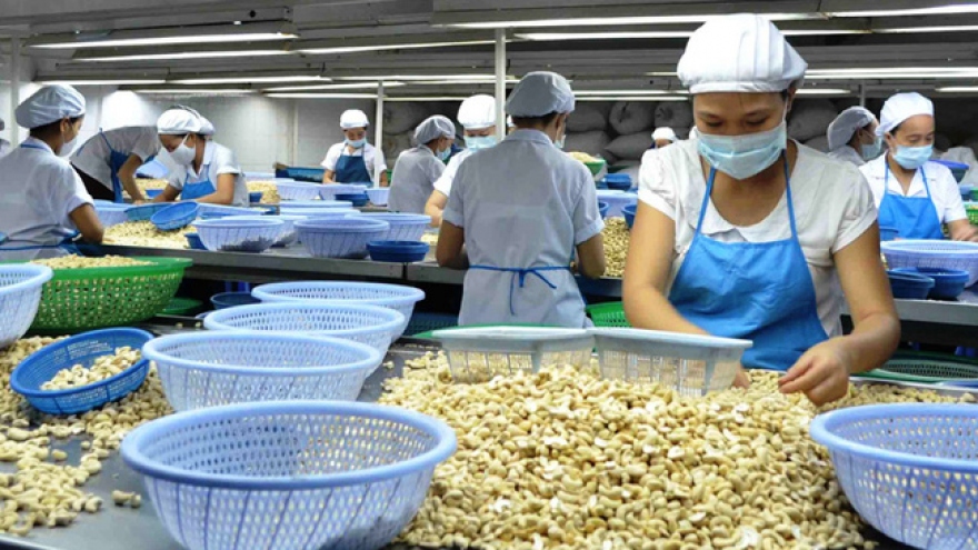 Cashew nut exports projected to enjoy positive growth in third quarter