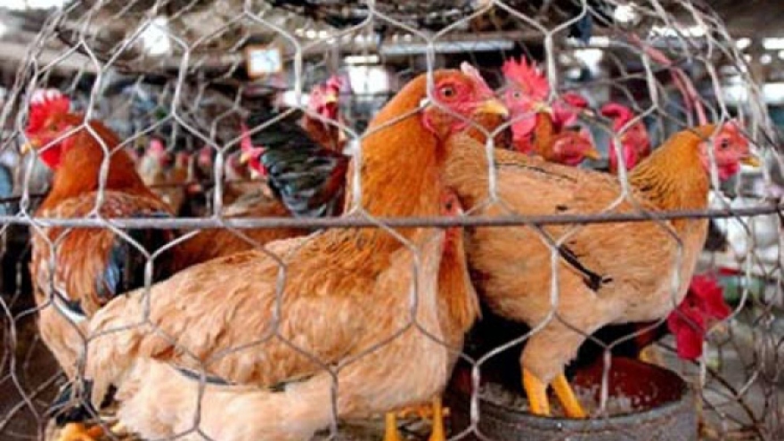Capital warned about outbreak of H5N8 avian flu strain