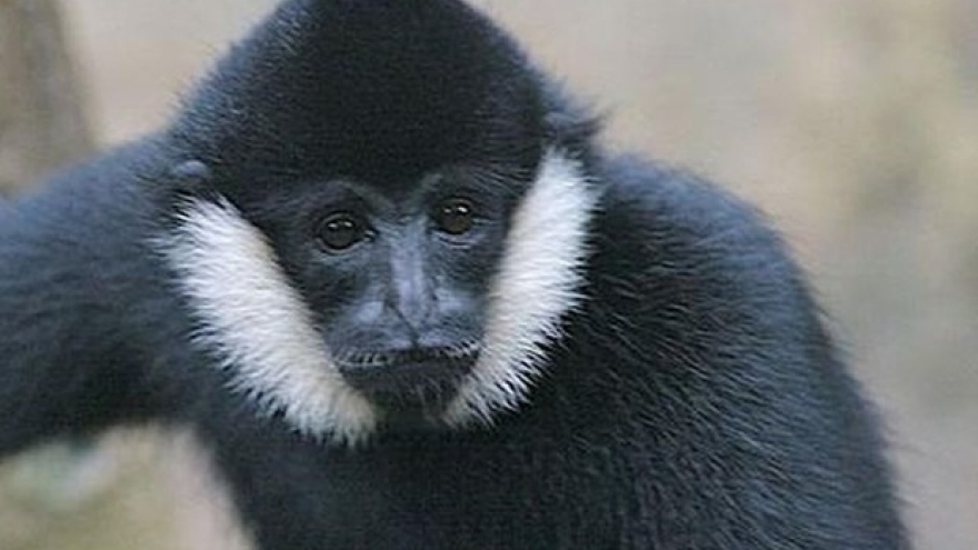 Vu Quang national park offers home for rare gibbon