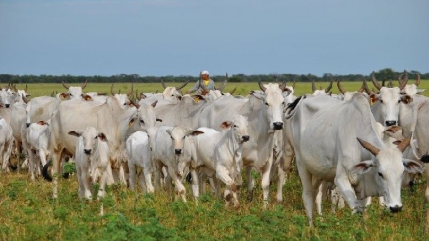 Vietnam imports 14,000 Brazilian bulls