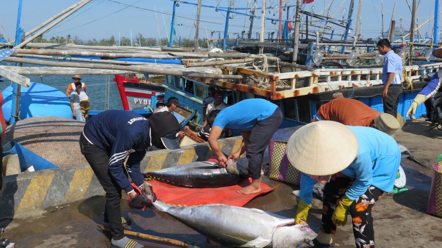 
        Thẻ vàng của EC với thuỷ sản Việt Nam: Cảnh báo “bay màu” vàng sang đỏ
                              