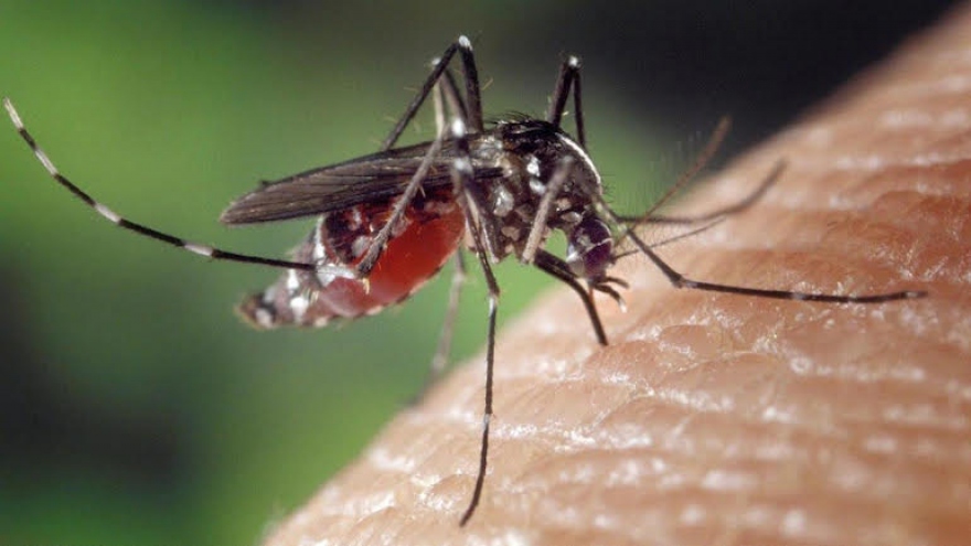 Một số mẹo tránh muỗi cho ngôi nhà của bạn