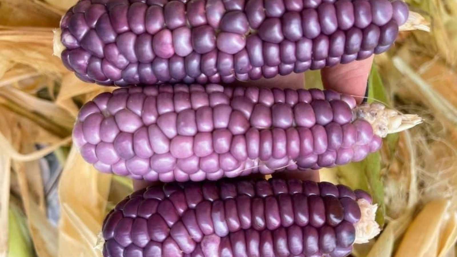 Ngô tí hon tím mọng lạ mắt, nằm nhà đặt mua trăm bắp ăn vặt