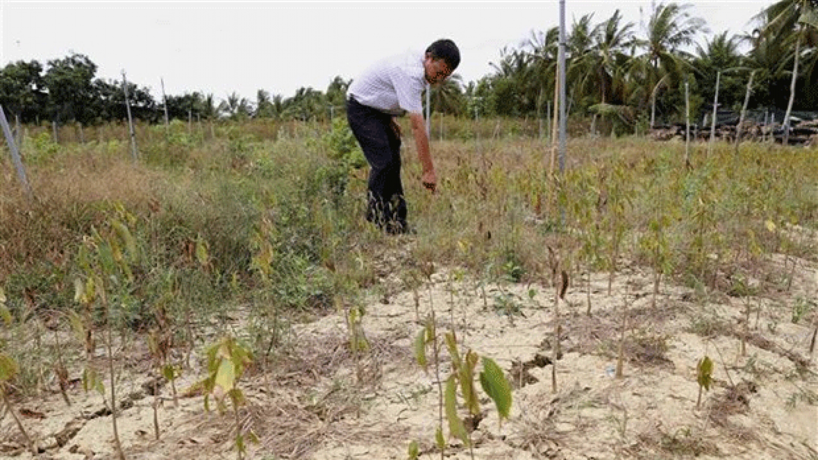 Vietnam strongly commits to responding to climate change