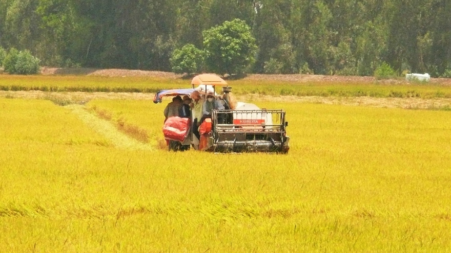 An Giang tháo gỡ khó khăn, kết nối hỗ trợ nông dân tiêu thụ lúa