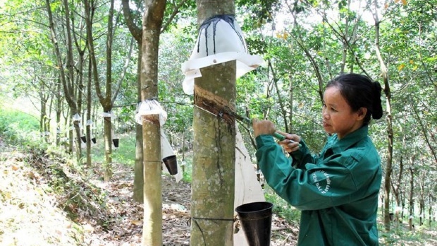 Rubber exports enjoy growth during January-July