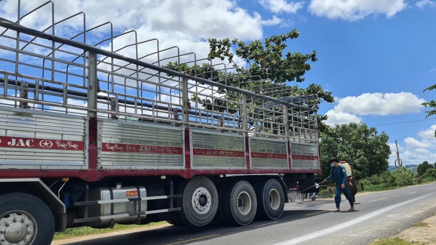 Gia Lai khẩn trương dập dịch tả lợn Châu Phi, ngăn chặn nguy cơ dịch kép trên đàn gia súc