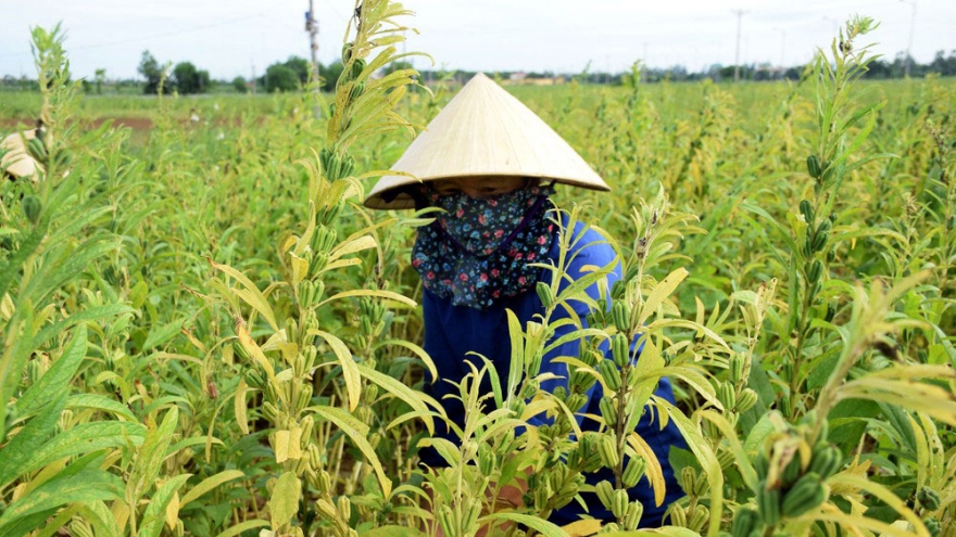 Thu nhập cao, "làm chơi, ăn thật" với cây vừng xứ Nghệ