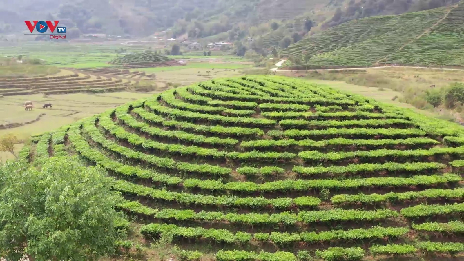 Vẻ đẹp của đồi chè Tân Uyên trên vùng đất Lai Châu