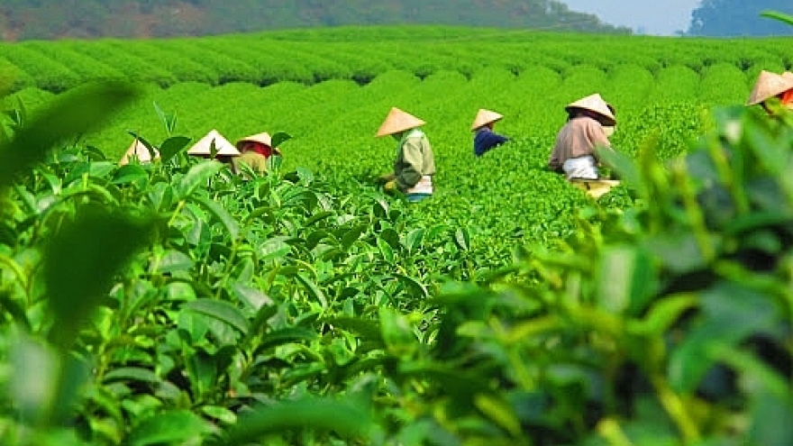 Market share of Vietnamese tea increases in Australia