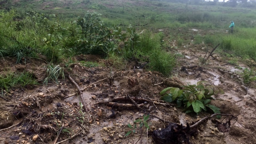 Gia Lai điều tra vụ 34,6 ha rừng phòng hộ bị san ủi để trồng bạch đàn 
