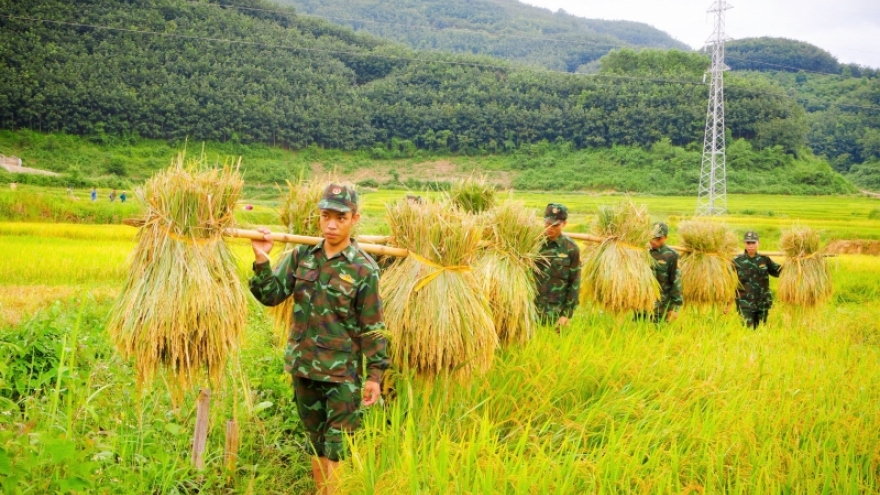 Tình quân- dân làm nên những “Mùa vàng”  