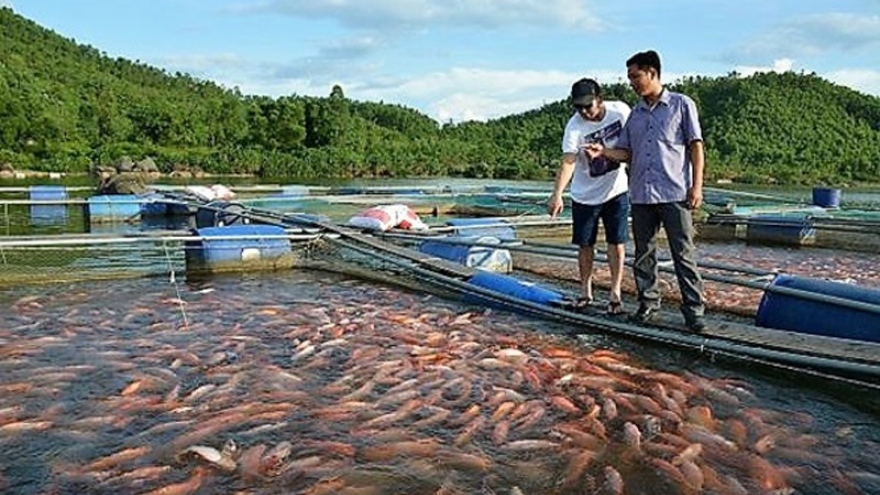 Sau phản ánh của VOV, Tiền Giang cho phép người dân mua bán cá lồng bè tồn đọng