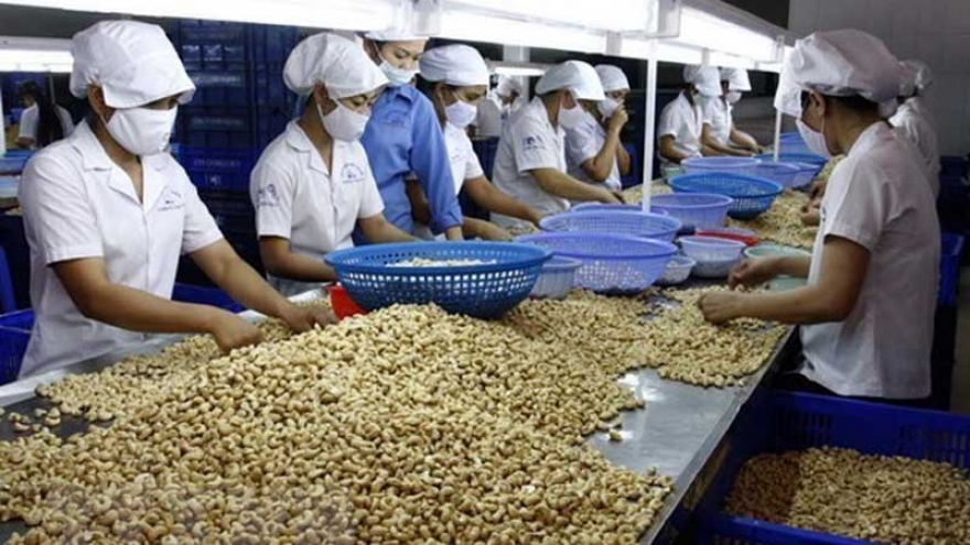 Vietnamese cashew nuts to be introduced in Australia