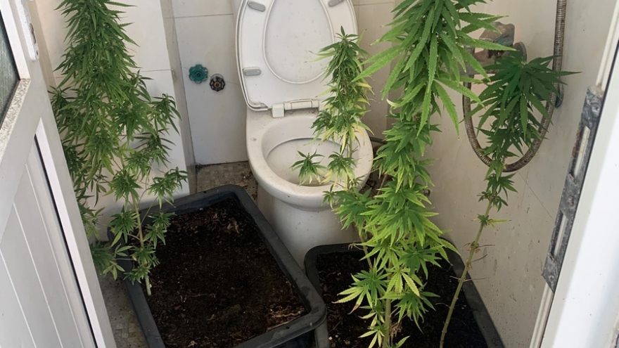 Australian man illegally grows cannabis in Vietnam 