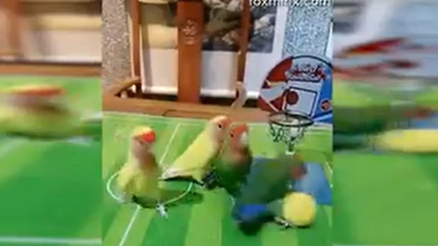 Cảnh tượng hài hước khi những chú vẹt chơi bóng rổ "chuyên nghiệp" như vận động viên