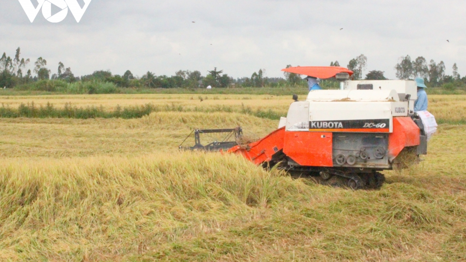 Dịch Covid-19 và bài toán chuỗi liên kết sản xuất tiêu thụ trong nông nghiệp