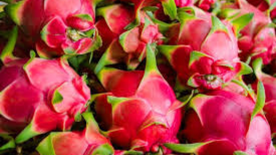 China resumes importing Vietnamese dragon fruit, bananas