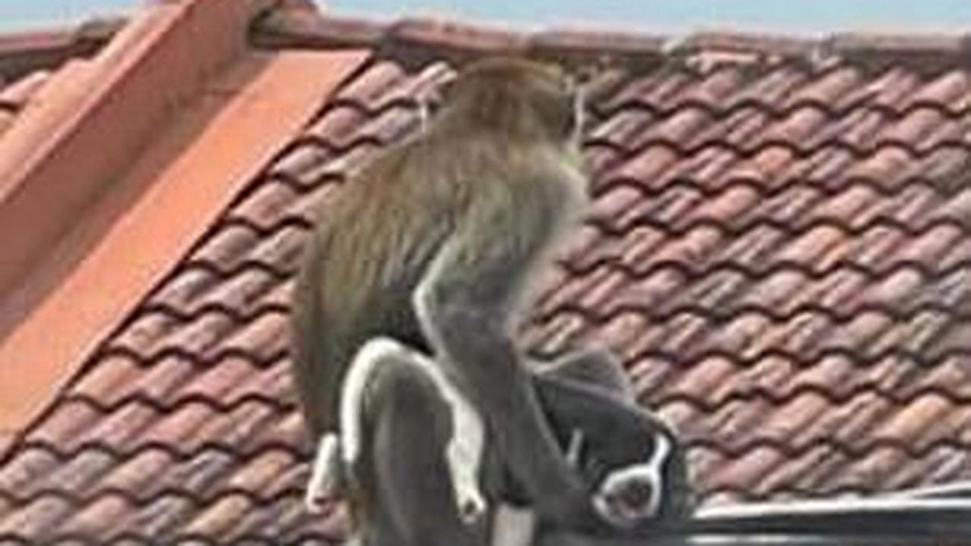 Video: Gay cấn màn giải cứu chó con bị khỉ hoang bắt cóc làm ... “con tin” 