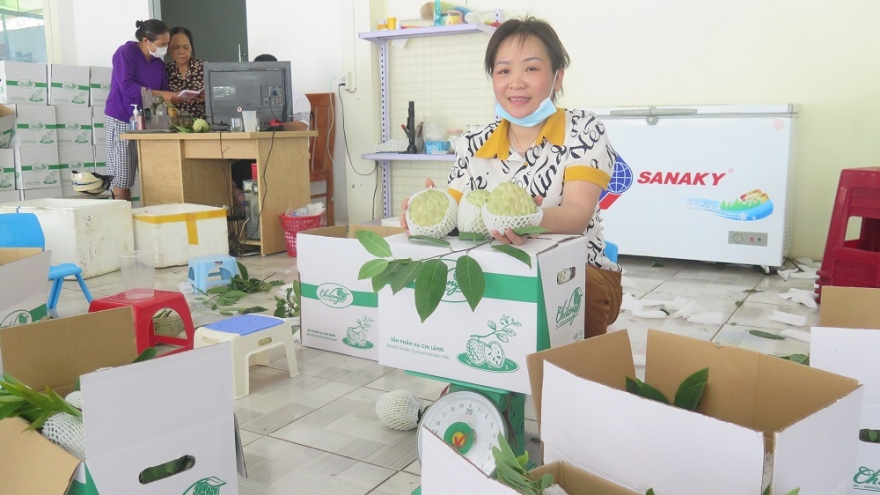 50% sản lượng na Chi Lăng đã được tiêu thụ