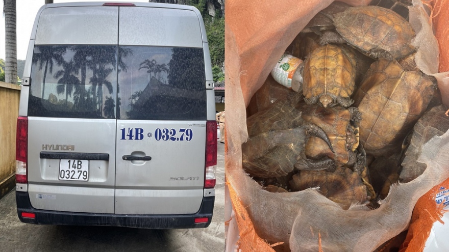 Quảng Ninh: Xe khách vận chuyển trái phép 34 con rùa quý hiếm