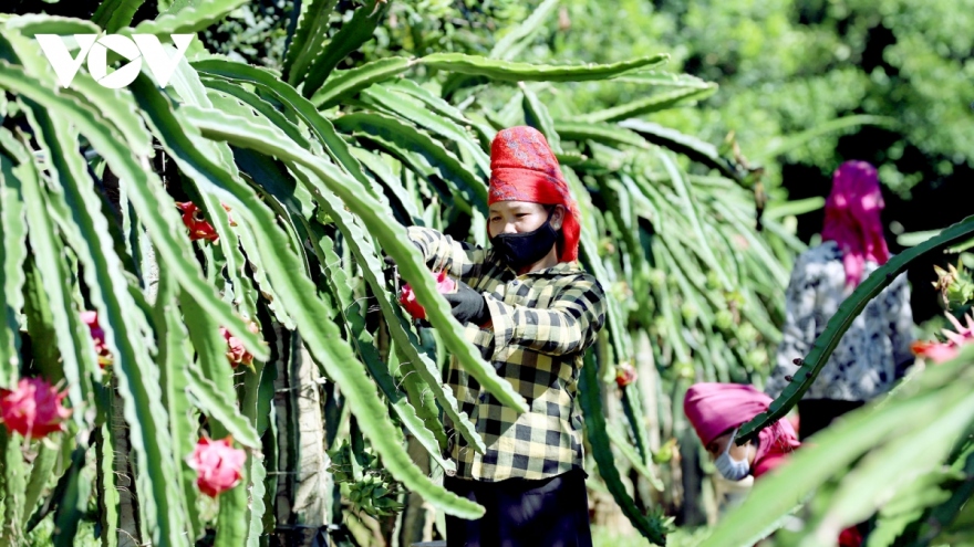 Vietnamese dragon fruit enjoys advantages in international market