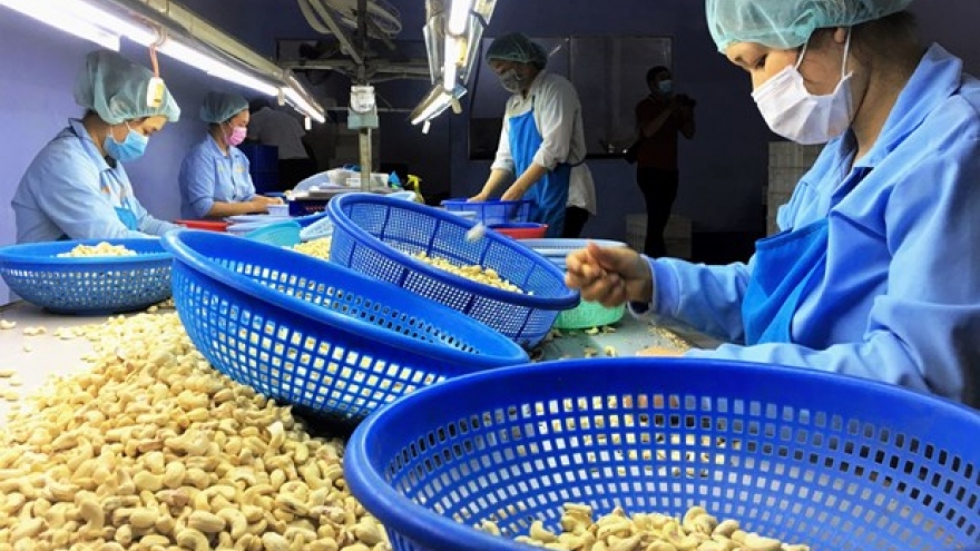 Vietnamese cashew nuts increase market’s share in Russia