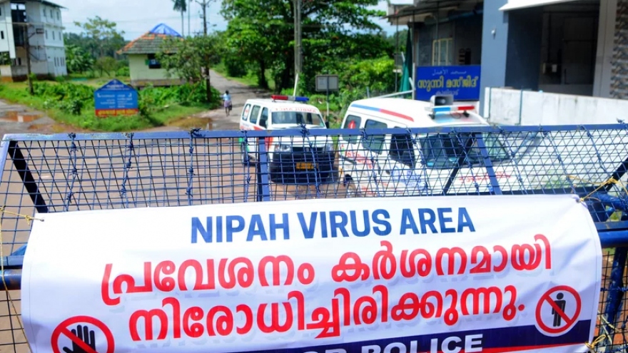 Lý do virus Nipah có thể gây đại dịch chết người giống như Covid-19