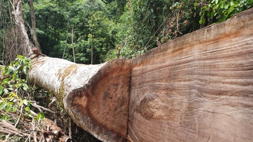 Làm rõ trách nhiệm để xảy ra phá rừng tại rừng phòng hộ A Lưới