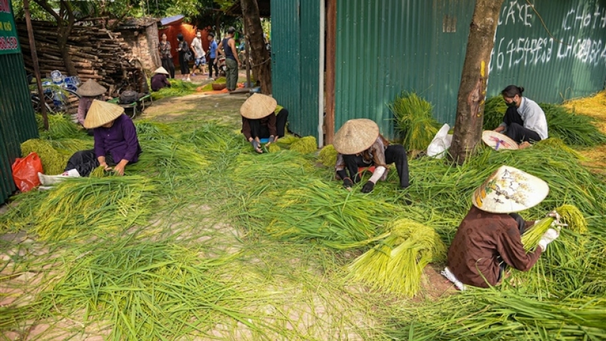 Làng cốm Mễ Trì, Hà Nội đỏ lửa, rộn vang tiếng chày sau thời gian giãn cách