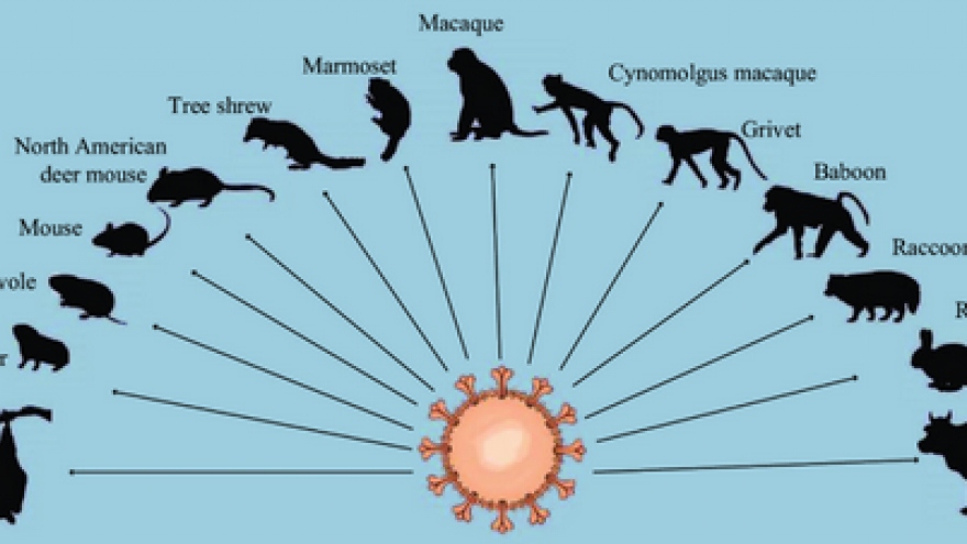 Chuyên gia Trung Quốc: Ngày càng nhiều động vật được phát hiện nhiễm SARS-CoV-2