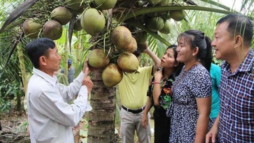 Tra Vinh’s wax coconut enters Australian market