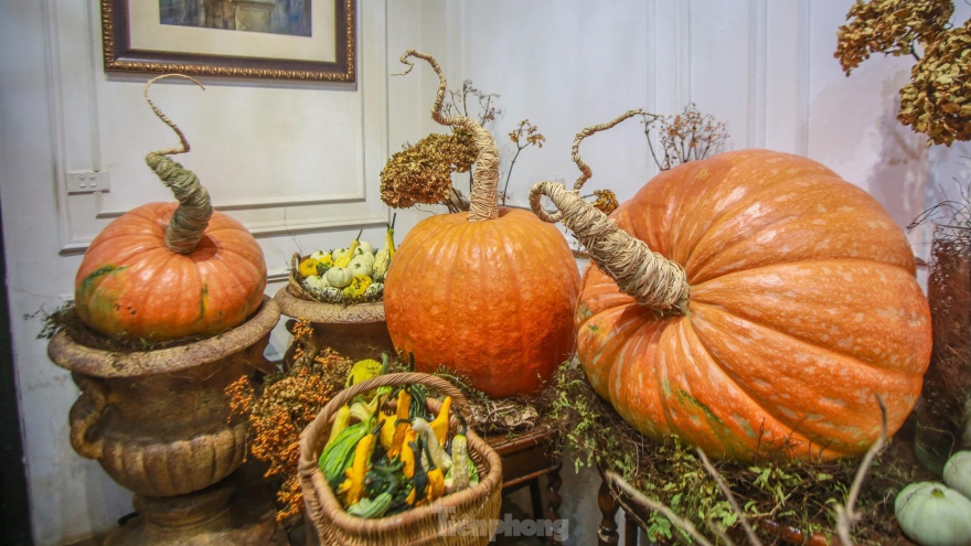 Giant pumpkins prepared ahead of Halloween celebrations