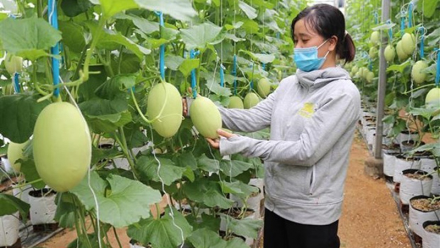 Vietnam offers attractive opportunity for Australian AgTech innovators: report