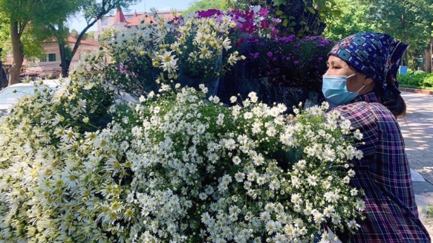 Hanoi streets dotted with ox-eye daisies as winter approaches