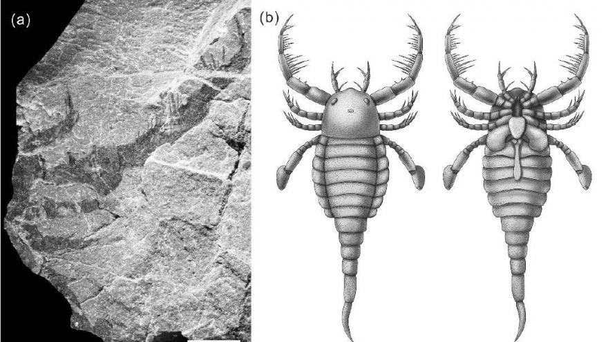 Trung Quốc phát hiện hóa thạch “Bọ cạp biển” 430 triệu năm