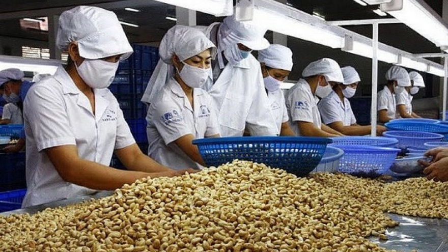 Vietnamese cashew makes up overwhelming market share in Netherlands
