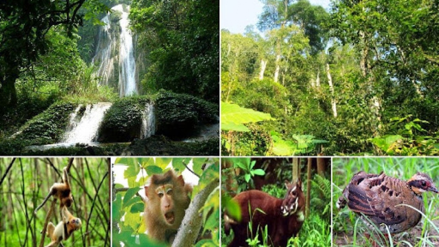 Webinar discusses ways to contain wildlife trafficking and consumption