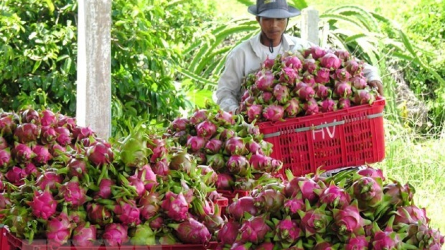 Binh Thuan dragon fruit expected to get protected status in Japan