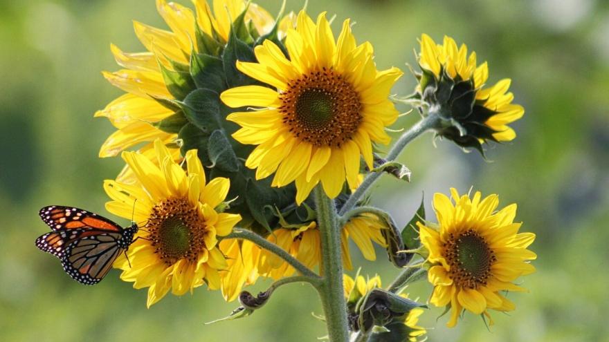 Khám phá 9 loại hoa tốt cho vườn rau nhà bạn