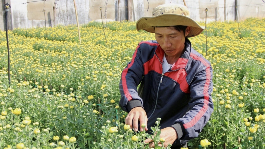 Nông dân Bà Rịa-Vũng Tàu giảm diện tích hoa Tết do lo ngại đầu ra