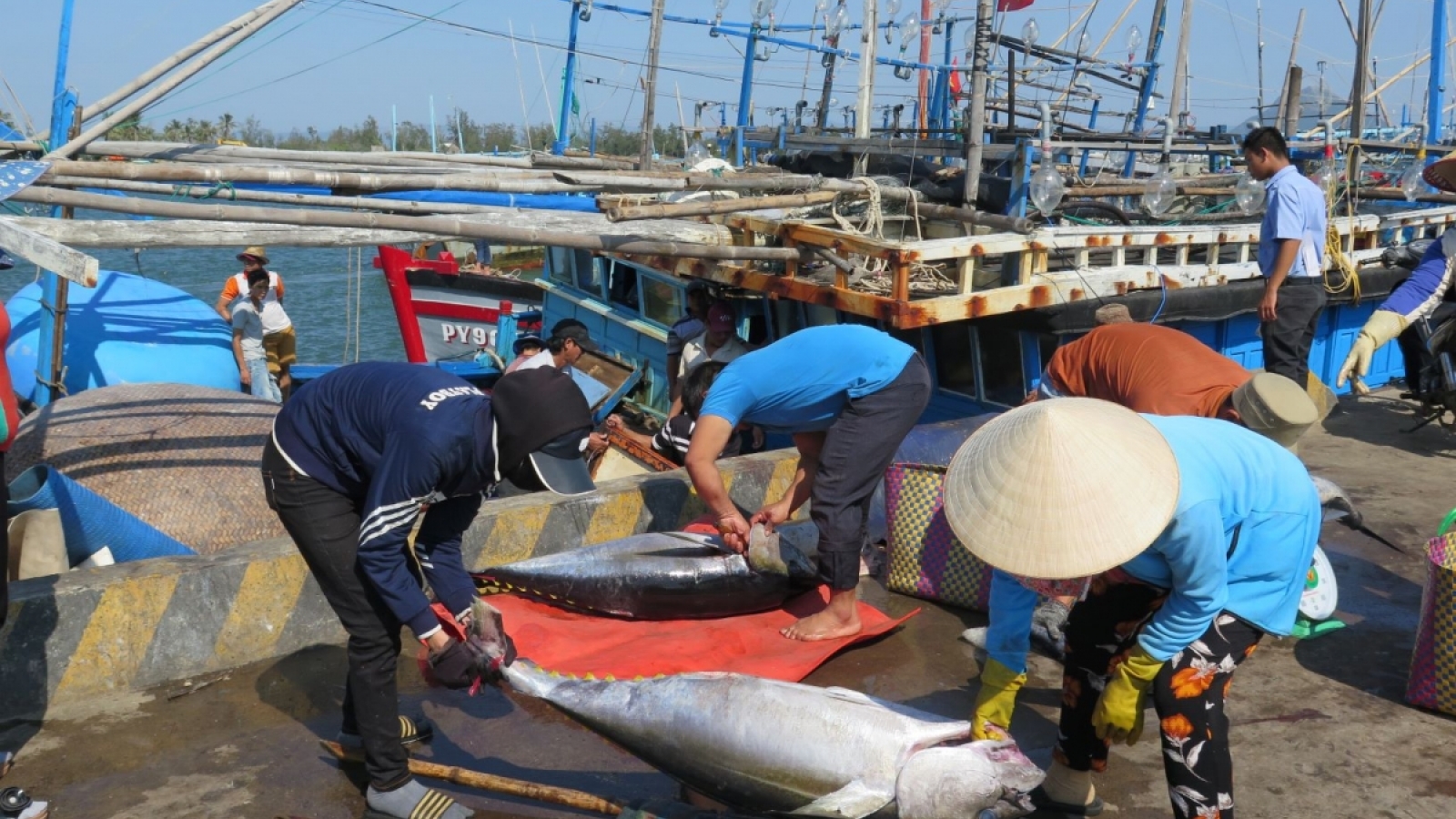 EC recognises Vietnam’s efforts to fight IUU, to conduct inspection in Q1, 2022